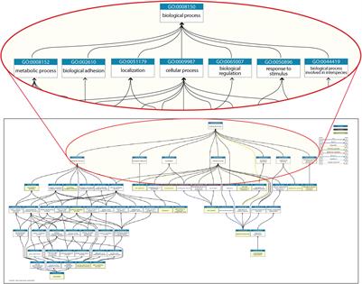 Missing Links Between Gene Function and Physiology in Genomics